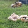 Süße Bessy🌺 sucht relaxtes Zuhause