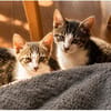 4 Kitten - warten in 97993 Creglingen