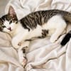 4 Kitten - warten in 97993 Creglingen