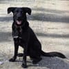 GRISHA- Handicap Hund sucht Zuhause