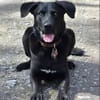 GRISHA- Handicap Hund sucht Zuhause