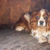 Spanko, schüchterner Cavalier Rüde