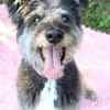 Kinderliebe Schnauzermixseniorin Flori sucht Familie