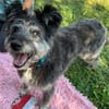 Kinderliebe Schnauzermixseniorin Flori sucht Familie