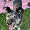 Kinderliebe Schnauzermixseniorin Flori sucht Familie
