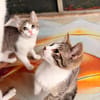 Juna u. Joey