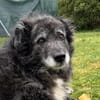 Tigro - wartet in 21745 Hemmoor