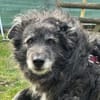 Tigro - wartet in 21745 Hemmoor