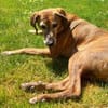 Romeo - NOTFALL in 78315 Radolfzell