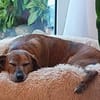 Romeo - NOTFALL in 78315 Radolfzell