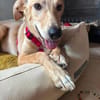 Süße Angelina (Lina) sucht Lebensplatz