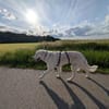 Suzy,Herz auf 4 Pfoten sucht hr Zuhause