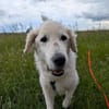Suzy,Herz auf 4 Pfoten sucht hr Zuhause