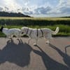 Suzy,Herz auf 4 Pfoten sucht hr Zuhause