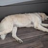 Suzy,Herz auf 4 Pfoten sucht hr Zuhause