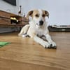 Hübsche Anya sucht Für-Immer-Zuhause