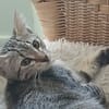 DAPHNEE PAB28769 en duo avec COLIN PAB28768