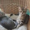 DAPHNEE PAB28769 en duo avec COLIN PAB28768