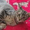 COLIN PAB28768 EN DUO avec DAPHNEE PAB28769