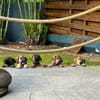 Aldo, le chiot