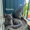 SMOCKY et BASTET