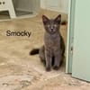 SMOCKY et BASTET