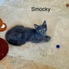 SMOCKY et BASTET
