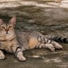 RAYA, chat femelle européen junior