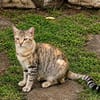 RAYA, chat femelle européen junior
