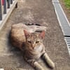 RAYA, chat femelle européen junior