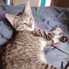 ZOE, chaton femelle type européen