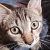 ZOE, chaton femelle type européen