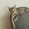 ZOE, chaton femelle type européen