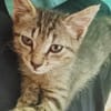 ZOE, chaton femelle type européen