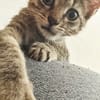 ZOE, chaton femelle type européen