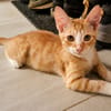 MELO, chaton créole mâle