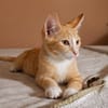 MELO, chaton créole mâle