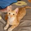 MELO, chaton créole mâle