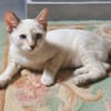 MONA, chaton femelle Croisée Siamoise