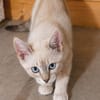 MONA, chaton femelle Croisée Siamoise