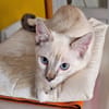 MONA, chaton femelle Croisée Siamoise
