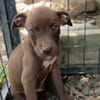 PARKER, chiot mâle Berger Créole
