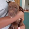 PARKER, chiot mâle Berger Créole