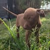 PARKER, chiot mâle Berger Créole