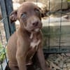 PARKER, chiot mâle Berger Créole
