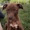 PARKER, chiot mâle Berger Créole