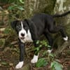 NINO, chiot mâle Croisé Boxer & Labrador