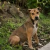NOISETTE, chiot femelle Berger Créole