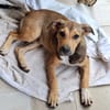 NOISETTE, chiot femelle Berger Créole