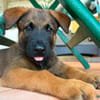 PAKO, chiot mâle Croisé Berger Malinois